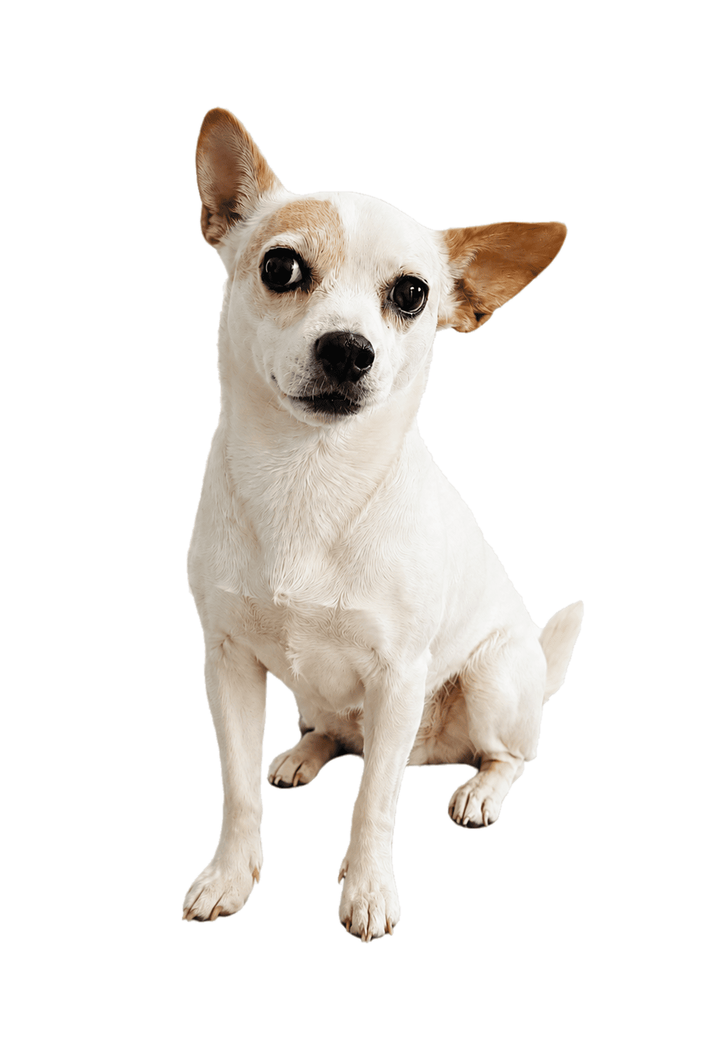 Imagen perro atendido por solaver, veterinaria a domicilio